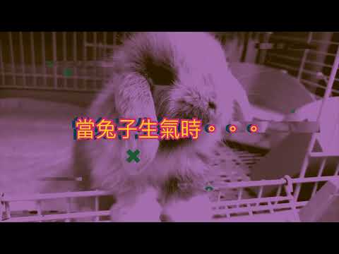 兔子生氣會怎樣