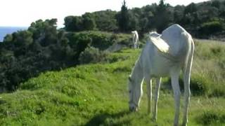 preview picture of video 'Horses grazing grass at Aegina island ,near Agia Marina.mpg'