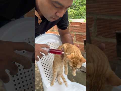 Una vacuna para mi Gato #comedy #family