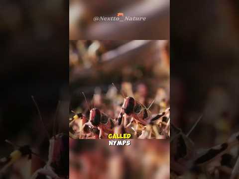 How Grasshoppers Can Start A Plague