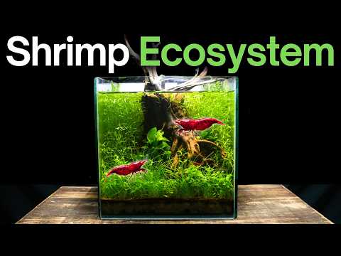 I Created a THRIVING Underwater Ecosystem, Here’s How!