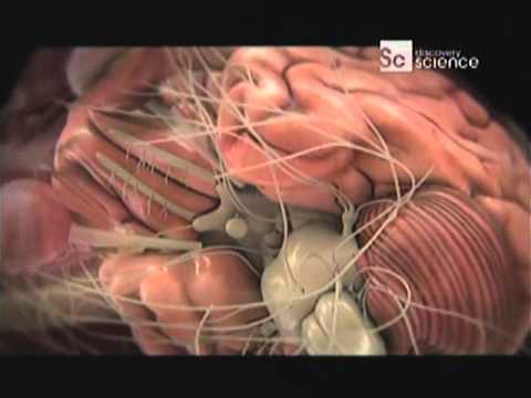 Qué hace nuestro cerebro mientras dormimos?