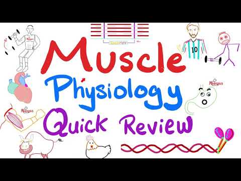 Muscle Physiology in 20 Minutes - Quick, yet Comprehensive Review - Physiology Playlist