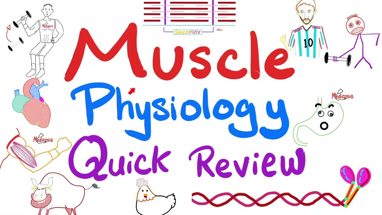 Muscle Physiology in 20 Minutes - Quick, yet Comprehensive Review - Physiology Playlist