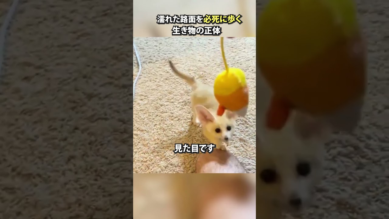 濡れた路面を必死に歩く生き物の正体