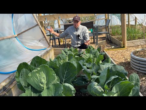 Combat the Hungry Gap: Grow Cabbage, Cauli, Broc & Romanesco