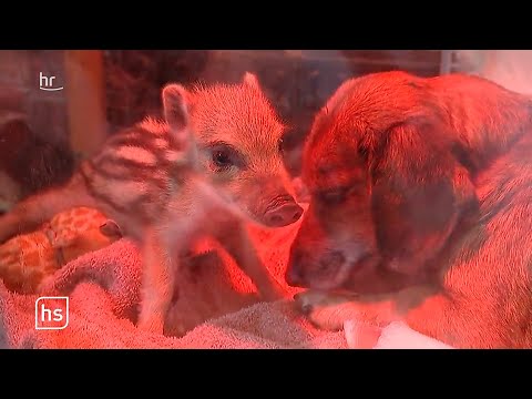 Dackeldame hat ein Herz für Wildschweinchen | hessenschau