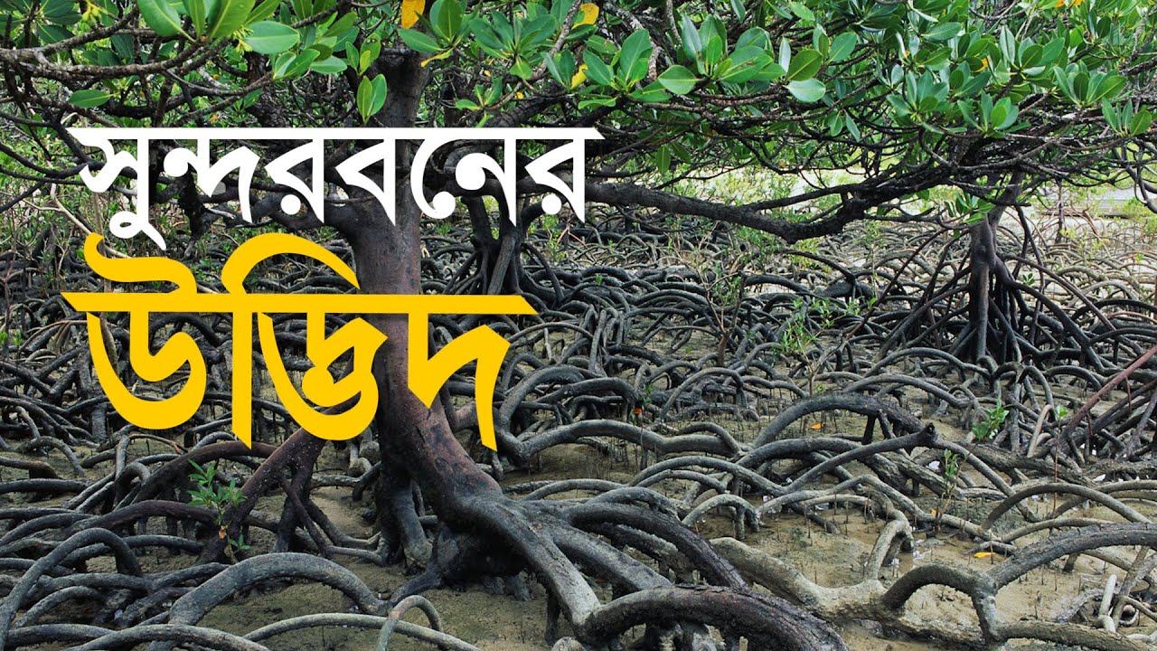 সুন্দরবনের বৈচিত্রময় উদ্ভিদ | Flora | Plants of Sundarban