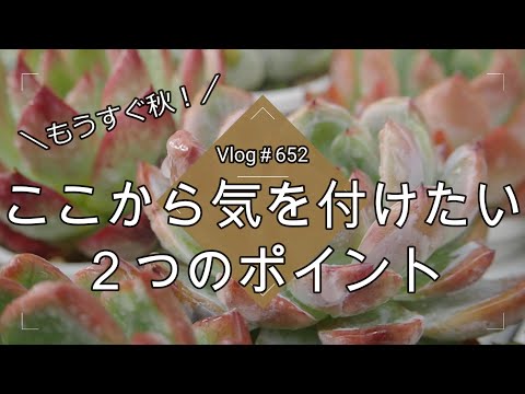 カランコエ マンギニー 屋内多肉植物 吊り下げ植物 装飾トレンド 2024