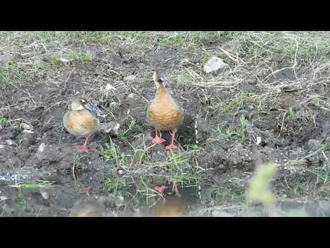 Pato brasileño zona chacras de #Paysandú #Uruguay #avesdeluruguay #flor #wildlife