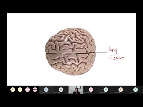 Lab Lesson #9 - The Brain & Bones and Muscles of the Head