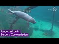 Jonge zeekoe in Burgers' Zoo gestorven
