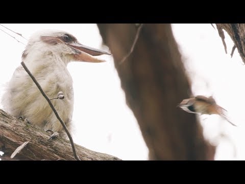 Rufous Fantail vs Laughing Kookaburra