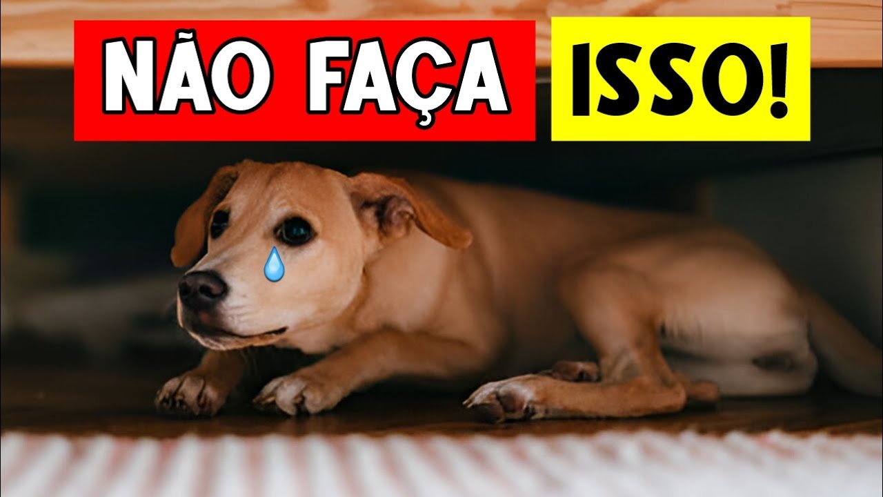 ESSES 10 erros podem ACABAR com a VIDA do seu cachorro – Saiba como evitá-los! 🔥