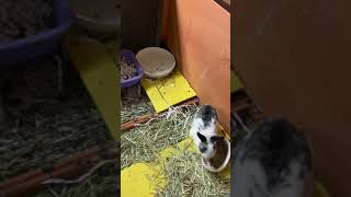 Jersey Wooly Rabbits Videos