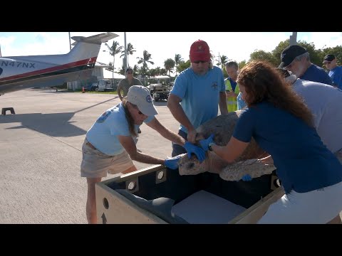 Loggerhead Turtle Gets Private Plane Ride to Sanctuary
