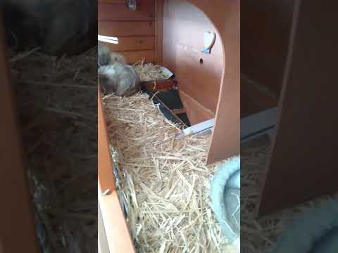 What the cavy cage looks like after a clean part 2