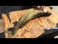 How to clean a nice Walleye