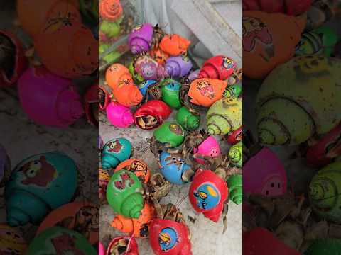 Hermit Crabs Dancing in Colors: A Mesmerizing Sight #thevetpreneurvoice #hermitcrabs #umang #crab