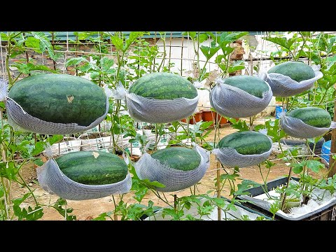 , title : 'Growing watermelon hanging hammock for beginners, Fruit is big and sweet'