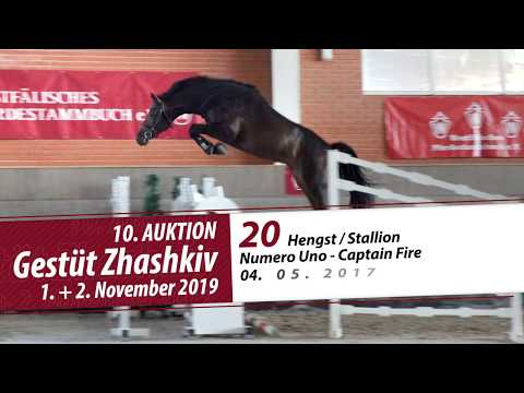 20 Hengst / Stallion v. Numero Uno - Captain Fire