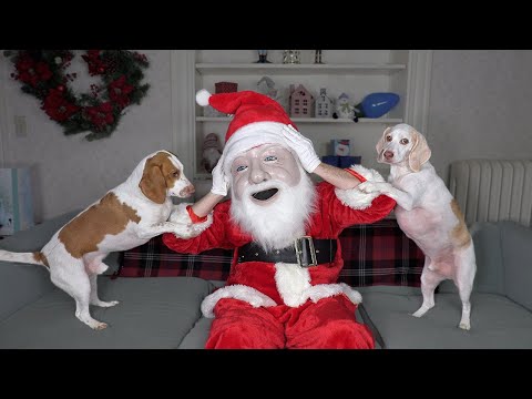 Dogs Think Santa is Intruder! Funny Dogs Maymo, Potpie, & Penny Holiday Battle w/Santa Claus