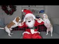 Dogs Think Santa is Intruder! Funny Dogs Maymo, Potpie, & Penny Holiday Battle w/Santa Claus