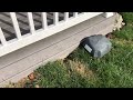 Voles Burrowing Under the Deck & Destroying the Garden in Manalapan, NJ