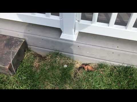 Voles Burrowing Under the Deck & Destroying the Garden in Manalapan, NJ