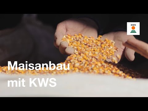 KWS Maissaatgut: Erfolgreich von Aussaat bis Ernte!