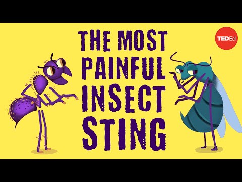 Which Insect's Sting Hurts the MOST?