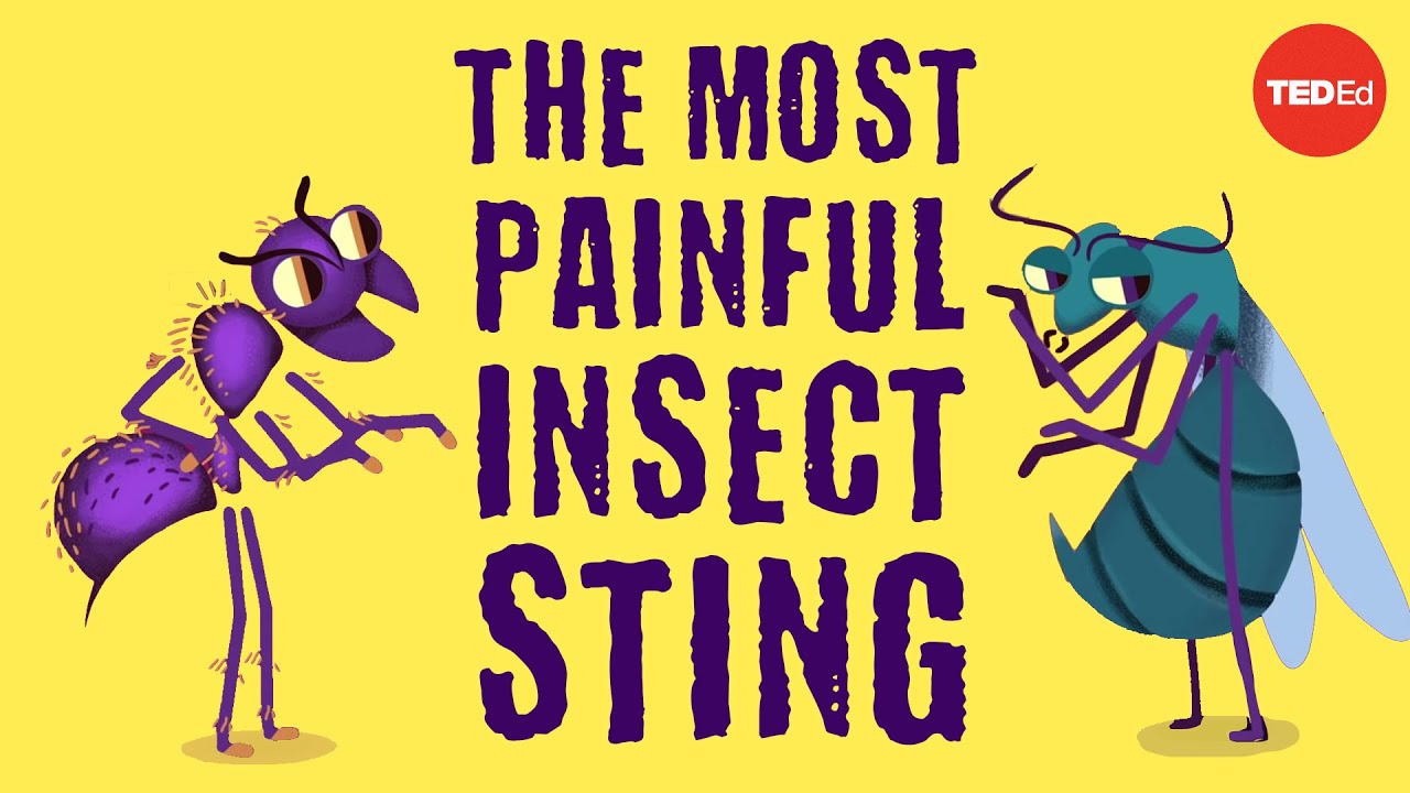 The world s most painful insect sting - Justin Schmidt