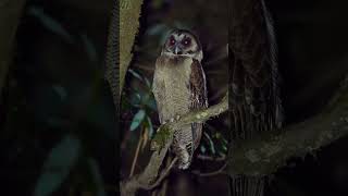 Have you ever seen such an owl?🦉 #scary #horror