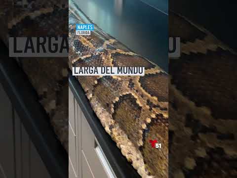 La pitón de Birmana más larga del mundo documentada fue capturada en Naples⁠