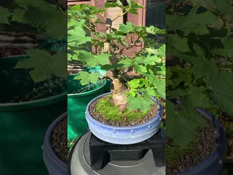 Bonsai Technik Moos schneiden am Bergahorn