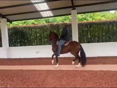 canta y no llores de Montecarlo