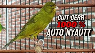 Download lagu Kenari gacor panjang Cuit Cuit,TERAPI KENARI PAUD belajar bunyi, Ampuh merangsang kenari macet bunyi mp3 Download lagu Kenari gacor panjang Cuit Cuit,TERAPI KENARI PAUD belajar bunyi, Ampuh merangsang kenari macet bunyi mp3