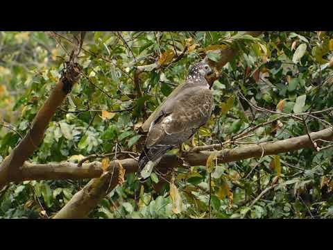 Oriental  Honey buzzard