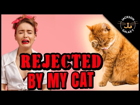 Why Isn't My Cat Affectionate? - YouTube