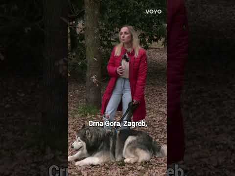 FIlmska priča o nestalom psu Ukiju