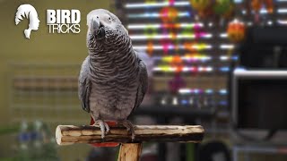 How to Bond with An Older Bird | African Grey Parrot