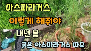 아스파라거스 틀밭(raised bed) 이렇게 해줘야 매년봄 굵은 아스파라거스 수확합니다 아스파라거스 종근 …