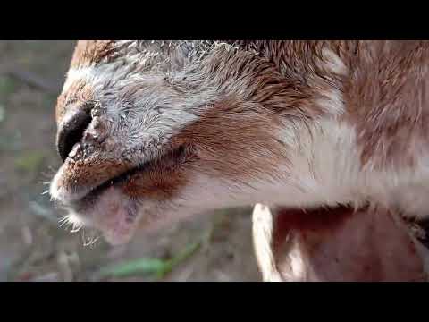 , title : 'Peste des petits ruminants (PPR) / Goat Plague'