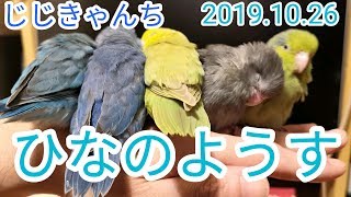 26日の雛たちです🐣