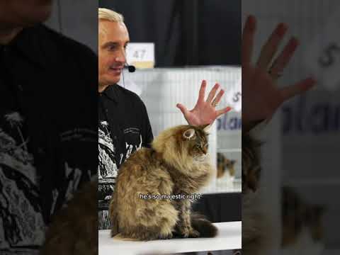 #cat Chilling with this Siberian, pretty cool cat 🐱😎 #siberian #siberiancat #l