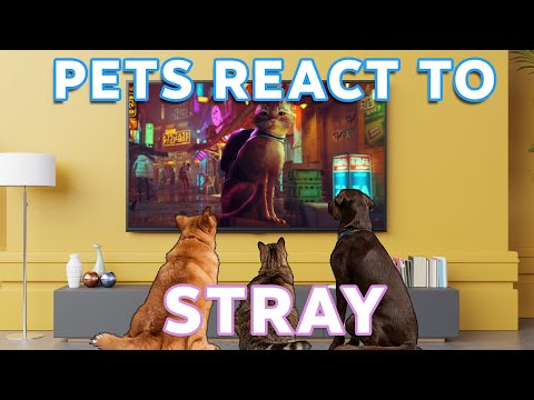 Pets React to Stray - How do Cats & Dogs respond to Stray?