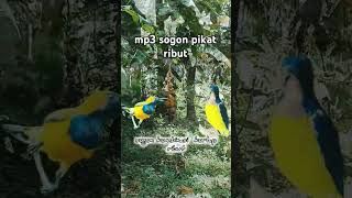 Download lagu sogon pikat ribut kombinasi korlap #sogon #pikatsogon #korlap #pikatburcil mp3 Download lagu sogon pikat ribut kombinasi korlap #sogon #pikatsogon #korlap #pikatburcil mp3