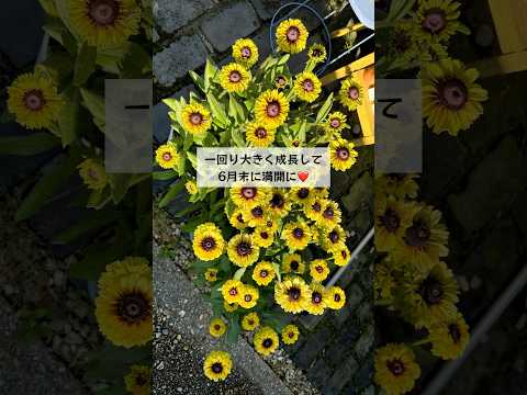 園芸植物 - 魅力的で多彩な竹  庭園