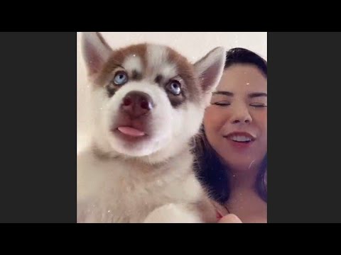 japinha tomando uma e se divertindo