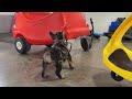 French Bulldog dogs for sale: Ford - Video 1